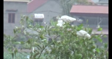 Doğada leylek sürüsü