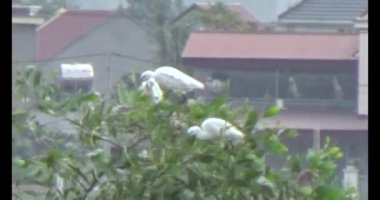 Doğada leylek sürüsü