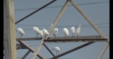 Doğada leylek sürüsü