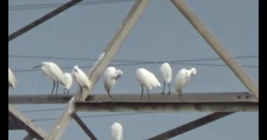 Doğada leylek sürüsü