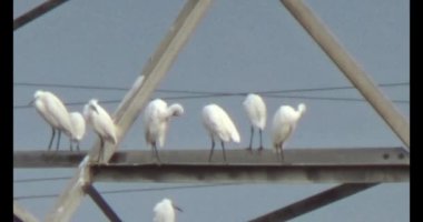 Doğada leylek sürüsü