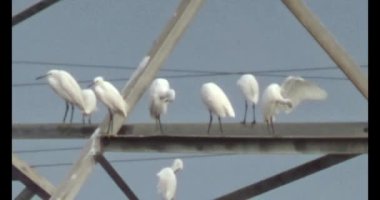 Doğada leylek sürüsü