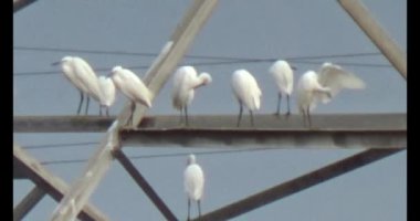 Doğada leylek sürüsü