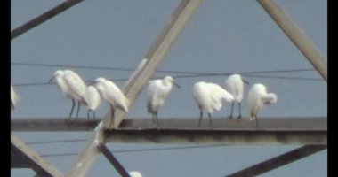 Doğada leylek sürüsü