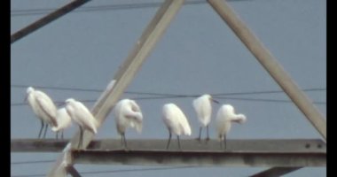 Doğada leylek sürüsü