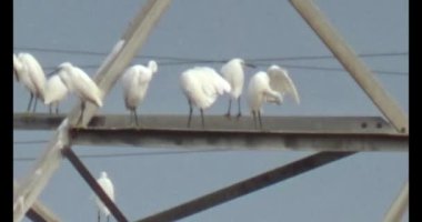 Doğada leylek sürüsü