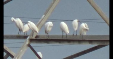 Doğada leylek sürüsü