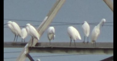 Doğada leylek sürüsü