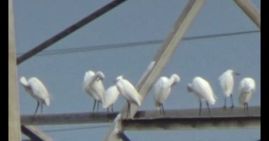 Doğada leylek sürüsü