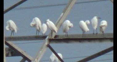 Doğada leylek sürüsü