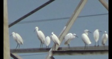 Doğada leylek sürüsü