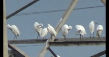 Doğada leylek sürüsü