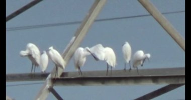 Doğada leylek sürüsü