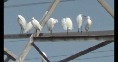 Doğada leylek sürüsü