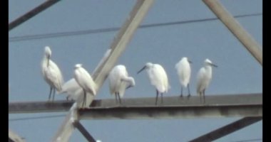 Doğada leylek sürüsü