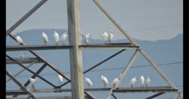 Doğada leylek sürüsü