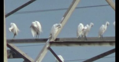 Doğada leylek sürüsü