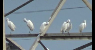 Doğada leylek sürüsü