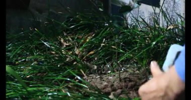 Adam bahçeye ağaç dikiyor.