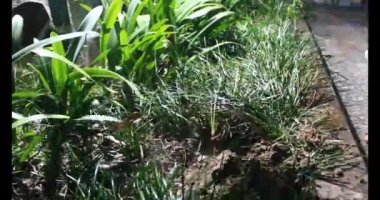 Adam bahçeye ağaç dikiyor.