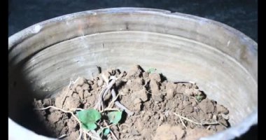 Adam bahçeye ağaç dikiyor.