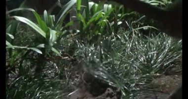 Adam bahçeye ağaç dikiyor.