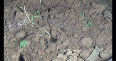 Adam bahçeye ağaç dikiyor.