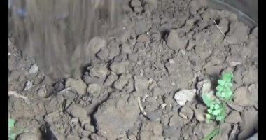 Adam bahçeye ağaç dikiyor.