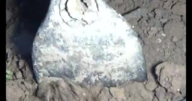 Adam bahçeye ağaç dikiyor.