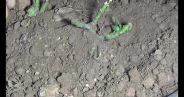 Adam bahçeye ağaç dikiyor.