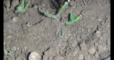 Adam bahçeye ağaç dikiyor.