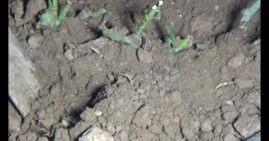 Adam bahçeye ağaç dikiyor.