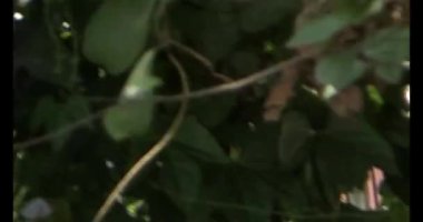 Kuşlar ağaçta olgun meyve yiyor.