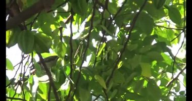 Kuşlar ağaçta olgun meyve yiyor.