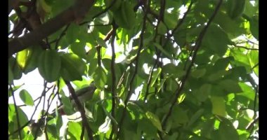 Kuşlar ağaçta olgun meyve yiyor.