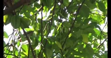 Kuşlar ağaçta olgun meyve yiyor.