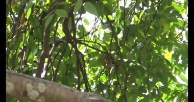 Kuşlar ağaçta olgun meyve yiyor.