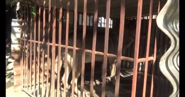 Köpek kafeste kilitli.