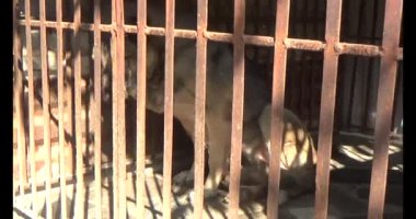 Köpek kafeste kilitli.