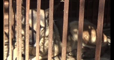 Köpek kafeste kilitli.