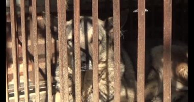 Köpek kafeste kilitli.