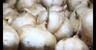Sepette turp var.