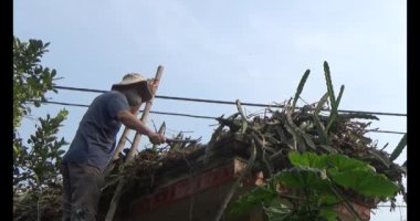 29 Kasım 2024, Haiduong, Vietnam. Bahçede ağaç kesen adam.