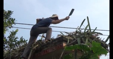 29 Kasım 2024, Haiduong, Vietnam. Bahçede ağaç kesen adam.
