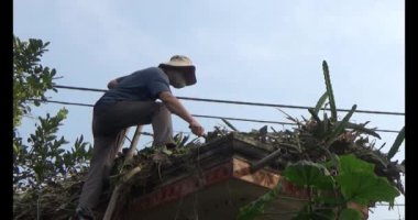 29 Kasım 2024, Haiduong, Vietnam. Bahçede ağaç kesen adam.