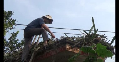 29 Kasım 2024, Haiduong, Vietnam. Bahçede ağaç kesen adam.