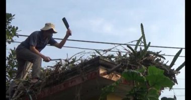 29 Kasım 2024, Haiduong, Vietnam. Bahçede ağaç kesen adam.