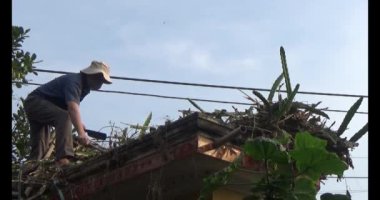 29 Kasım 2024, Haiduong, Vietnam. Bahçede ağaç kesen adam.