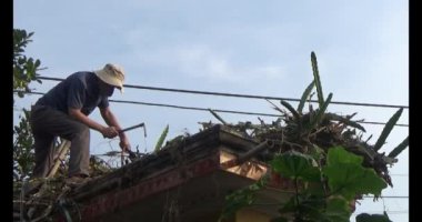 29 Kasım 2024, Haiduong, Vietnam. Bahçede ağaç kesen adam.