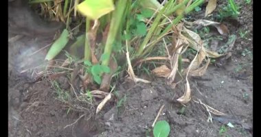 Çiftçilerin kereste hasadı